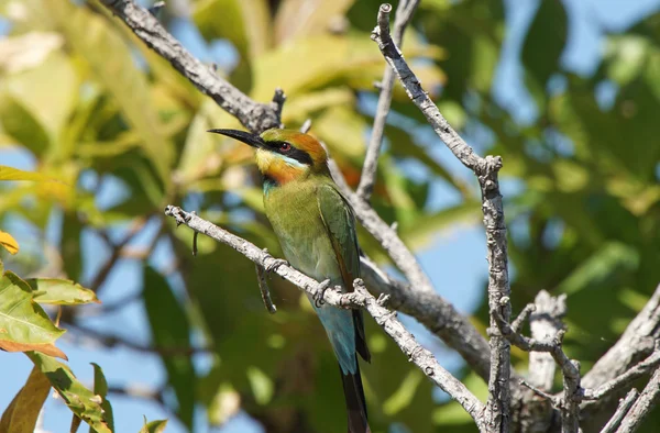 Rainbow bee-eater, Austrália — Fotografia de Stock