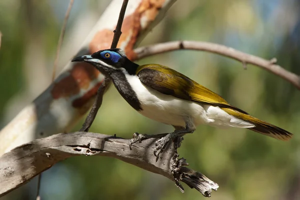 Zlatohrdlá, ptáci Austrálie, poddruh cassidix — Stock fotografie