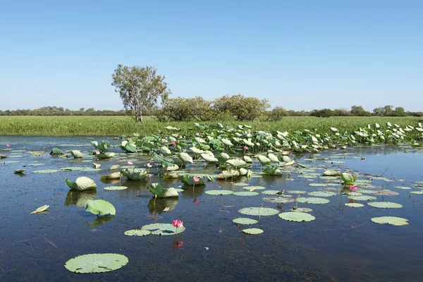 Kakadu Ulusal Parkı, Avustralya