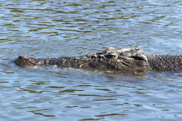 Zoutwater krokodil, Australië — Stockfoto