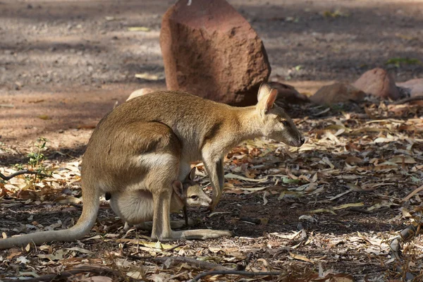 Wallaby, Outback i Australien — Stockfoto