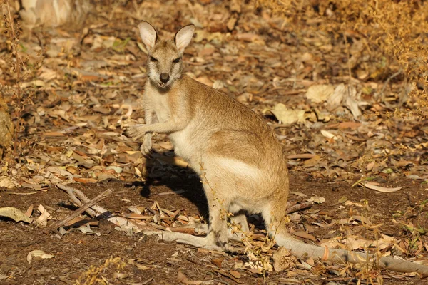 Wallaby, Outback van Australië — Stockfoto