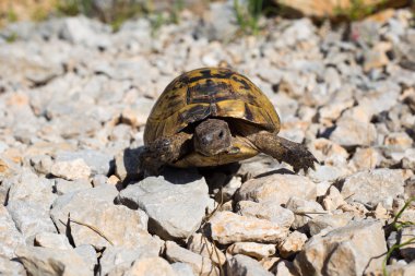 Turtle.Snapping kaplumbağa yapışma.