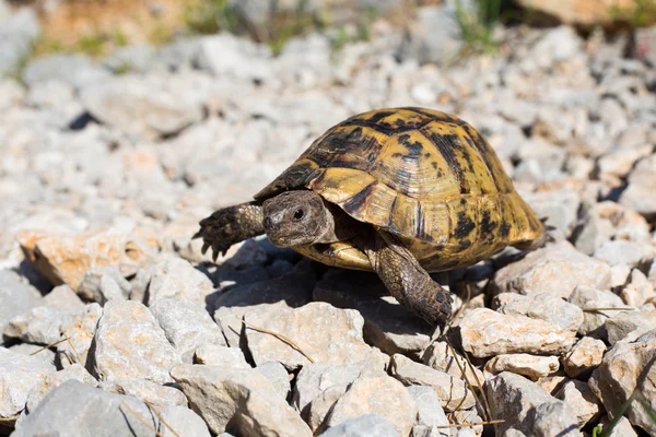 Turtle.Snapping kaplumbağa yapışma.