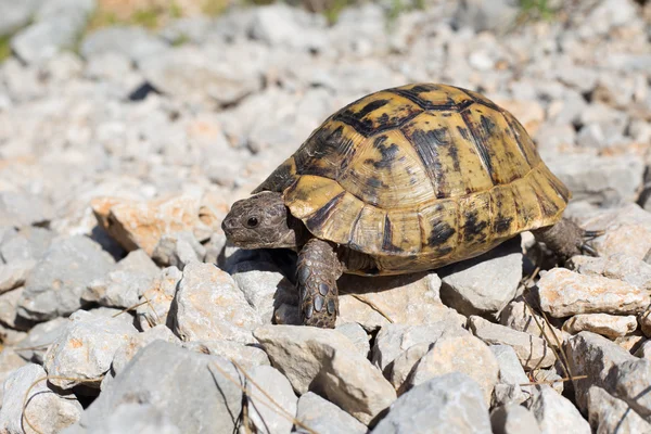 Turtle.Snapping kaplumbağa yapışma.