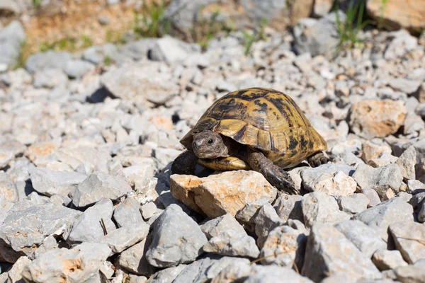 Turtle.Snapping kaplumbağa yapışma.