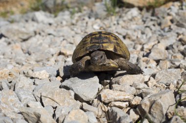 Kayalık yamaçta sürünerek kaplumbağa.