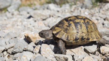 Kayalık yamaçta sürünerek kaplumbağa.