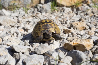 Kayalık yamaçta sürünerek kaplumbağa.
