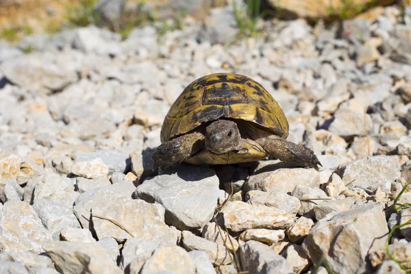 Kayalık yamaçta sürünerek kaplumbağa.