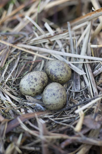 Frajer jaja znajdują się w gnieździe, gniazdo w trzcinach. — Zdjęcie stockowe