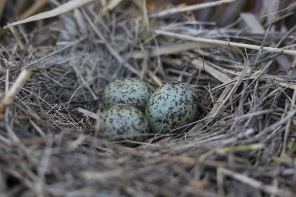 Чайка яйца в гнезде, гнездо в тростнике . — стоковое фото