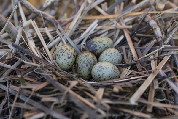 갈 대에 둥지 둥지에 갈매기 계란은. — 스톡 사진