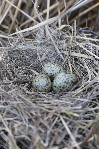 Meeuw eieren zijn verpakt in het nest, het nest in het riet. — Stockfoto