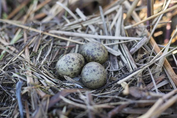 Œufs de goélands sont dans le nid, le nid dans les roseaux . — Photo