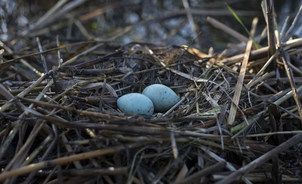 Huevos de gaviota están en el nido, el nido en las cañas . — Foto de Stock