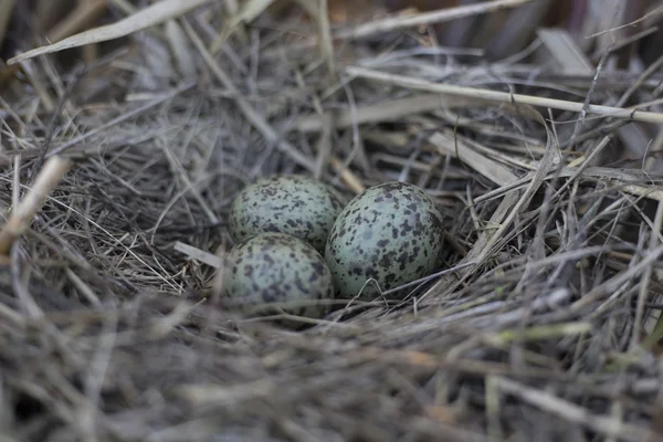 Чайка яйца в гнезде, гнездо в тростнике . — стоковое фото
