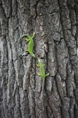 Yeşil kertenkele - bir uzun kuyruk konumu bir parça olan yeşil kertenkele