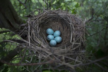 Bir ağaç üzerinde bir yuva yumurta yalanımı.