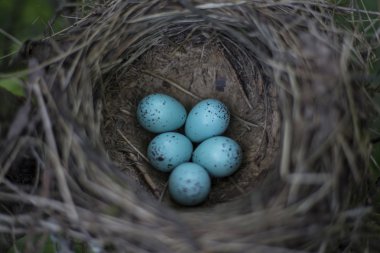 Bir ağaç üzerinde bir yuva yumurta yalanımı.