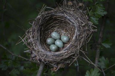 Bir ağaç üzerinde bir yuva yumurta yalanımı.