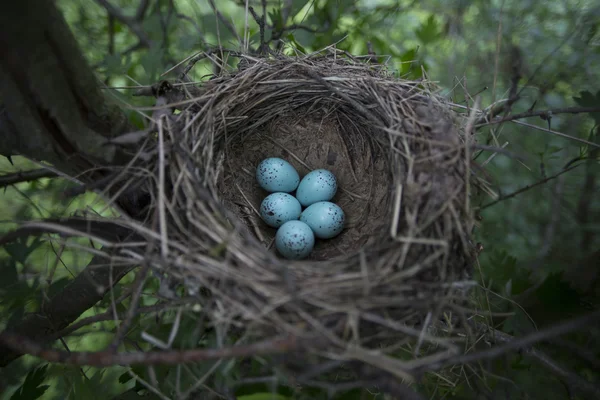 Los huevos yacen en un nido en un árbol . — Foto de Stock