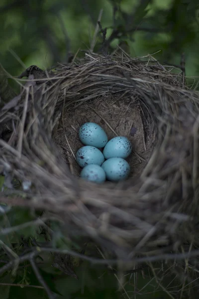 Los huevos yacen en un nido en un árbol . — Foto de Stock