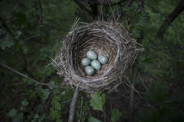 Lež vejce v hnízdě na stromě. — Stock fotografie