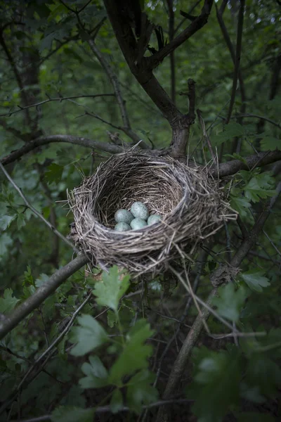 Lež vejce v hnízdě na stromě. — Stock fotografie