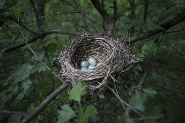 De leugen van de eieren in een nest in een boom. — Stockfoto