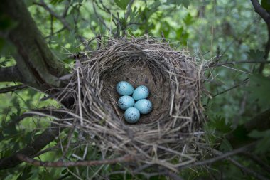 Bir ağaç üzerinde bir yuva yumurta yalanımı.