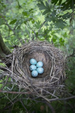 Bir ağaç üzerinde bir yuva yumurta yalanımı.