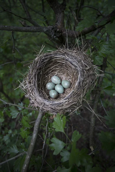 Lež vejce v hnízdě na stromě. — Stock fotografie