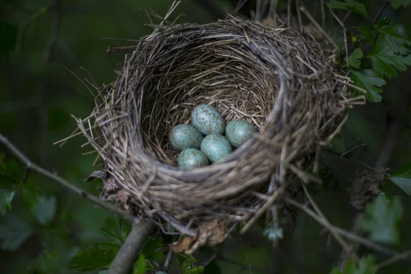 Los huevos yacen en un nido en un árbol . — Foto de Stock