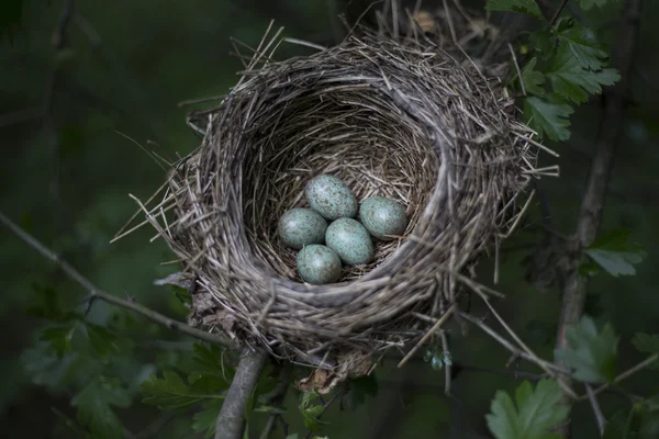 Яйца лежат в гнезде на дереве . — стоковое фото