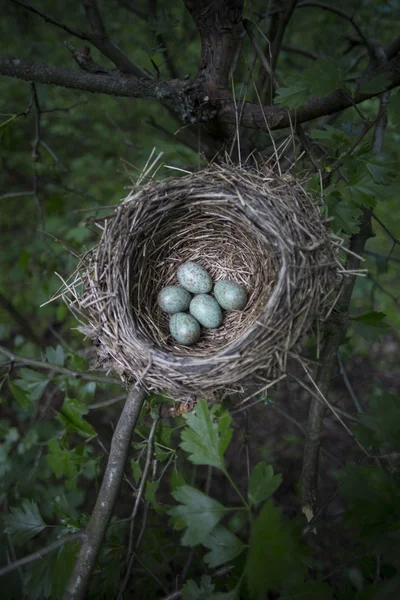 Los huevos yacen en un nido en un árbol . — Foto de Stock