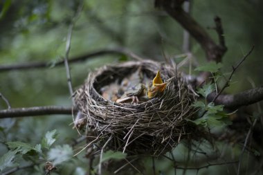 Kuş yuvası bir ağaç civciv ile.