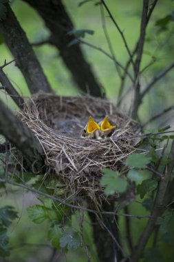 Kuş yuvası bir ağaç civciv ile.