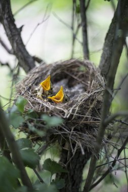 Kuş yuvası bir ağaç civciv ile.