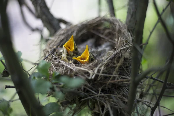 ツリーの雛と鳥の巣. — ストック写真