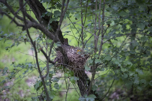 带着小鸡们在一棵树上的鸟巢. — 图库照片