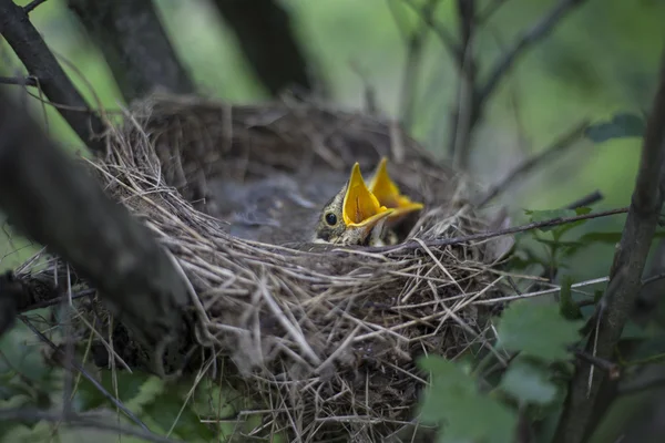 Ptačí hnízdo s kuřaty na stromě. — Stock fotografie