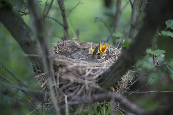 Ptačí hnízdo s kuřaty na stromě. — Stock fotografie