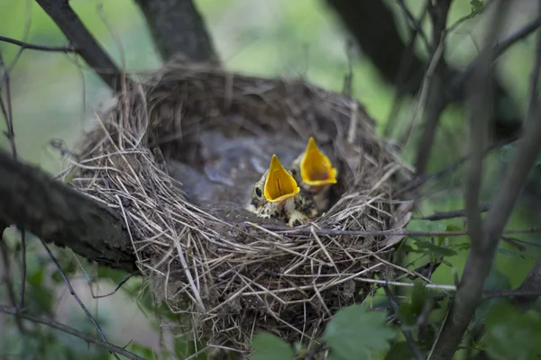 나무에 병아리와 새의 둥지. — 스톡 사진