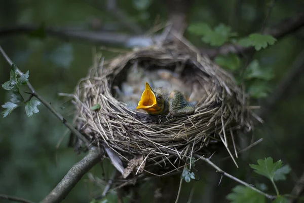 Vogelnest met kuikens in een boom. — Stockfoto