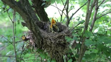 Bir yuva bir ağaçta oturuyor ve şarkı ardıç kuşu civciv.