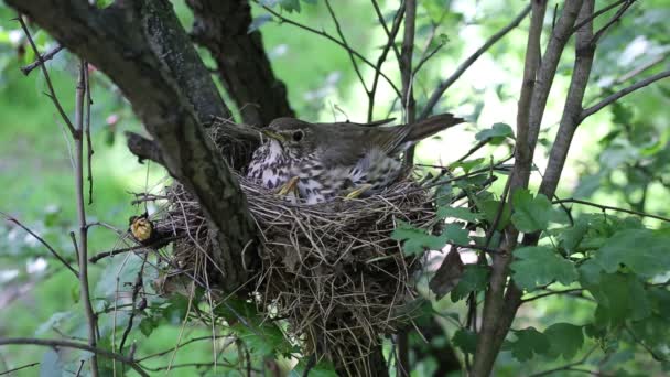 Song thrush chicks sitting in a nest on a tree. — Stock Video