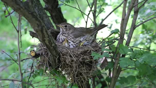 Song thrush chicks sitting in a nest on a tree. — Stock Video