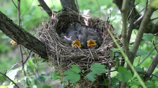 Song thrush chicks sitting in a nest on a tree. — Stock Video