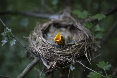 Kuş yuvası bir ağaç civciv ile. 